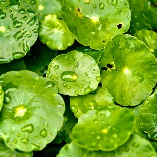 Ekstrakt z wąkroty azjatyckiej (Centella Asiatica)