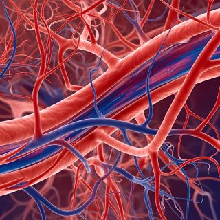 Pobudza krążenie krwi